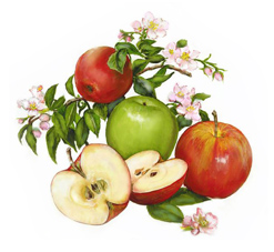 Apples with Blossoms by Linda Wexler