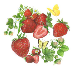 Strawberries with Blossoms by Linda Wexler