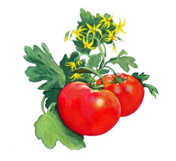 Tomatoes with Blossoms by Linda Wexler